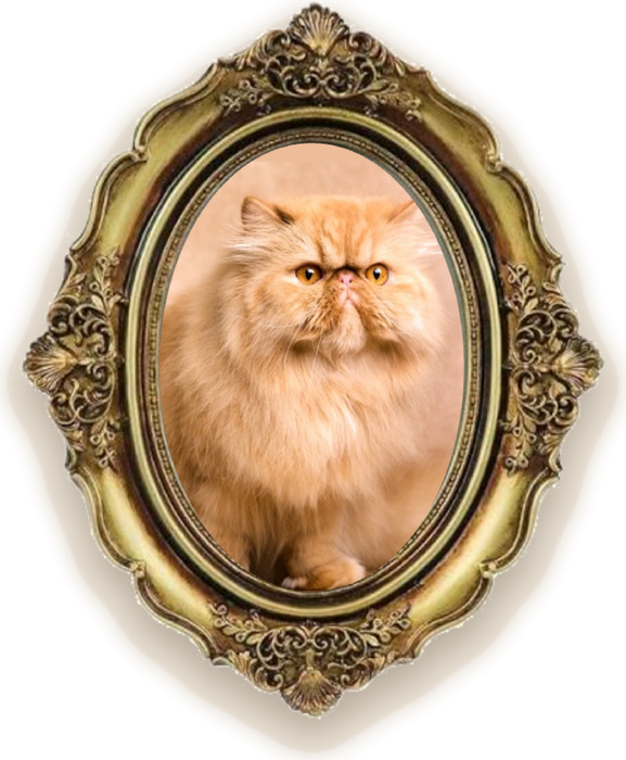 A fluffy ginger Persian cat, framed
